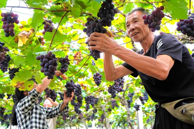 純池鎮葡萄園，工人在採摘葡萄。李何穎攝