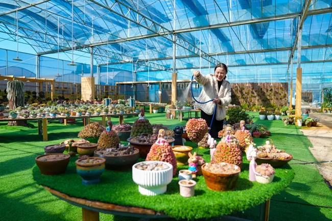 周寧靜宇園藝有限公司種植大棚內，基地負責人正在為多肉澆水。劉志瑋攝