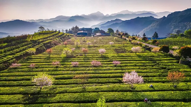 十三坪茶园景区。肖苍镜摄
