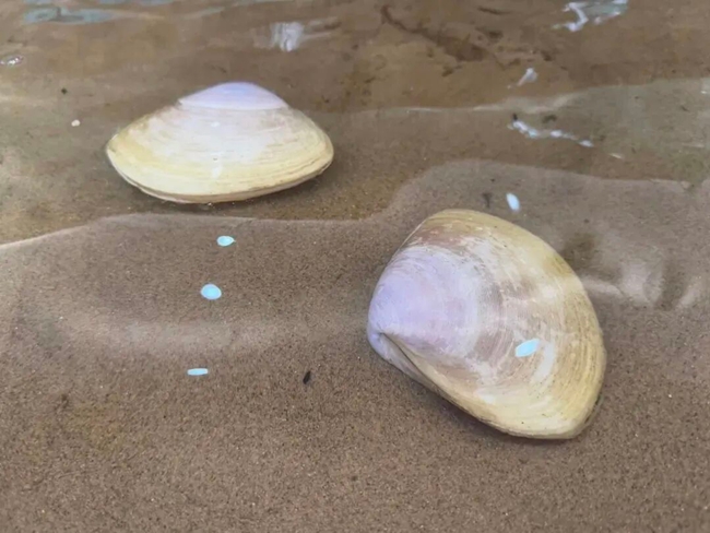 漳港海蚌。长乐区融媒体中心供图