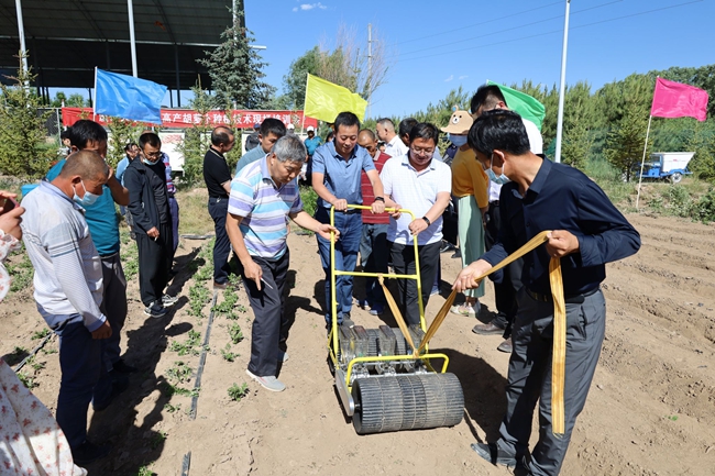 2022年6月13日，厦门大学科技特派员走进宁夏隆德田间地头，开展农技示范，指导当地村民种植学校自主育种的胡萝卜。厦门大学供图
