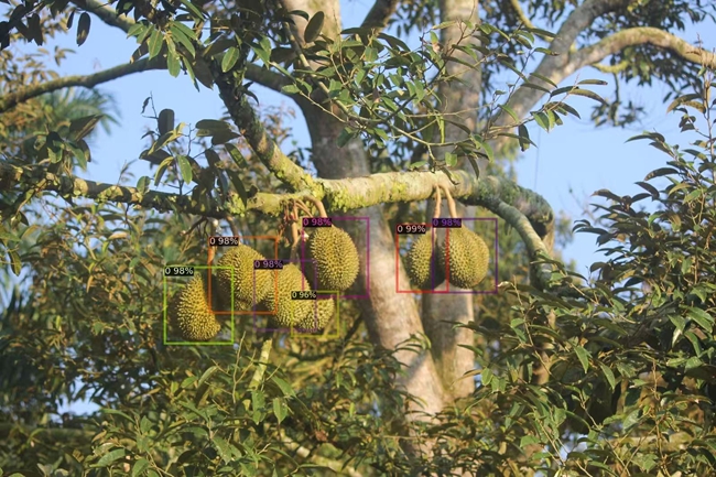 由厦门大学马来西亚分校人工智能学院张盈谦教授团队开发的“AI榴莲”系统，帮助种植户实现高效精准的果园管理，已应用于马来西亚的榴莲园。厦门大学供图
