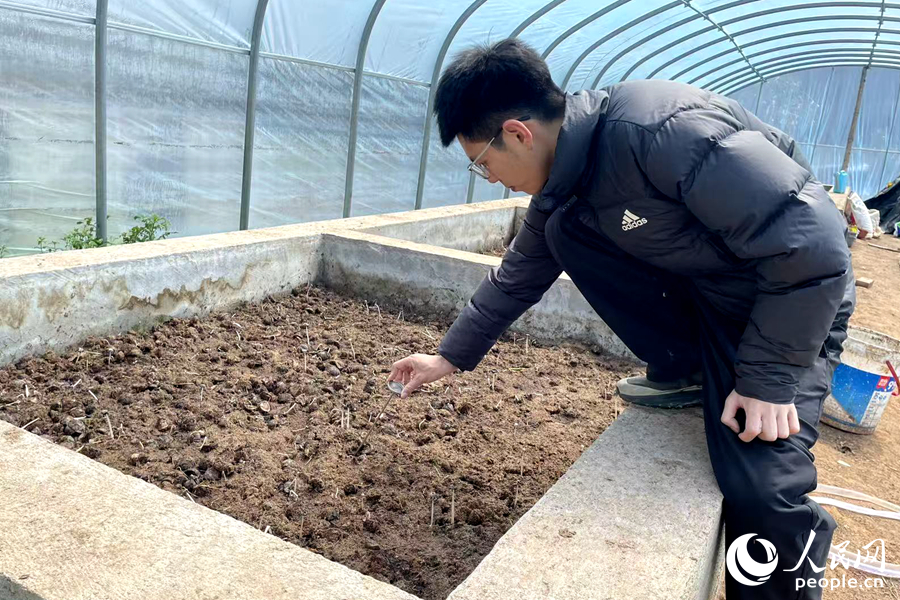 郑玉成观察油桐有机肥发酵情况。人民网记者 林盈摄