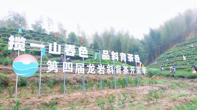 斜背茶开采季启幕