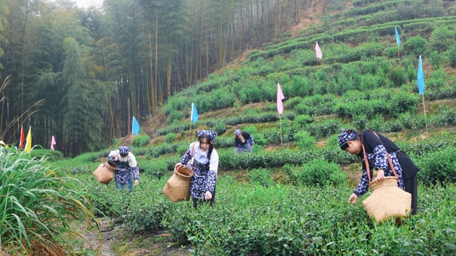采茶女采摘新茶