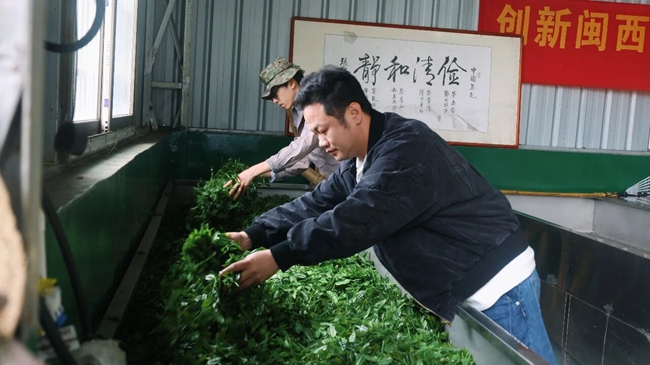 一片茶叶带动一方百姓致富