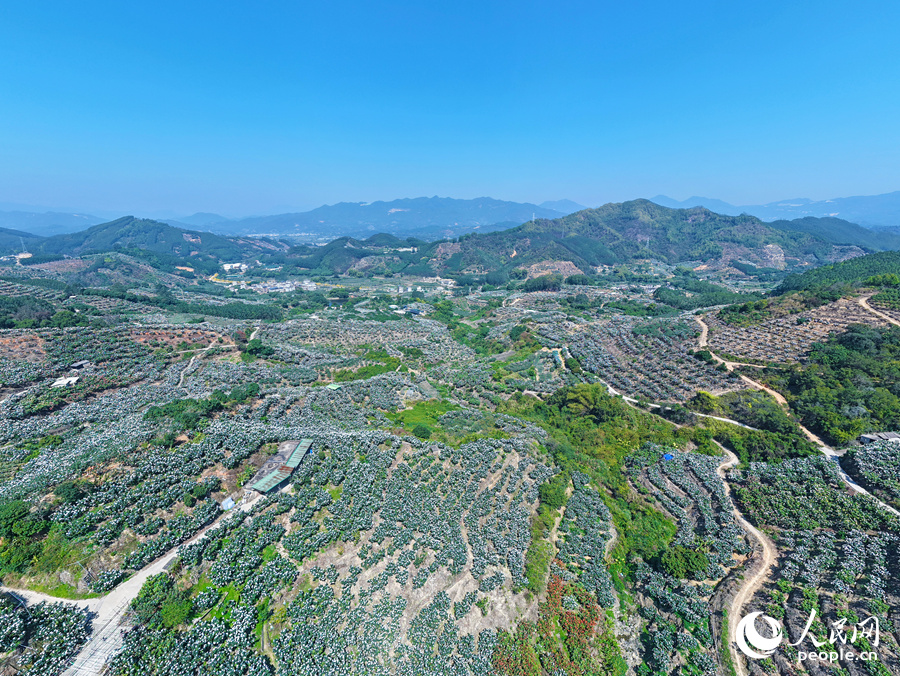 位于云霄县云陵镇漫山遍野的枇杷树。人民网记者 李昌乾摄