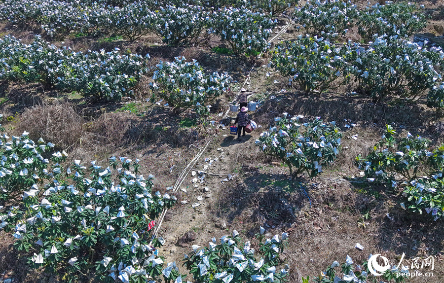 工人穿梭在果园中采收鲜果。人民网记者 李昌乾摄