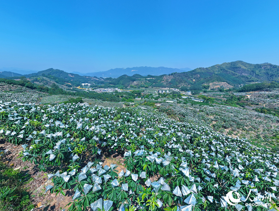 被银色果袋包裹着的枇杷挂满了枝头，让整片山银装素裹，宛若雪景。人民网记者 李昌乾摄