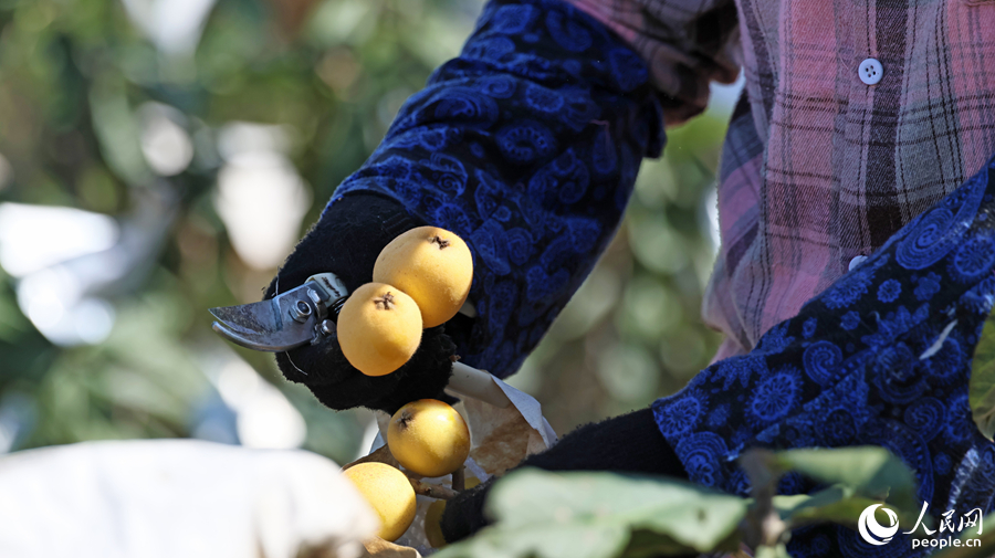 工人们在采摘白肉枇杷。人民网记者 李昌乾摄