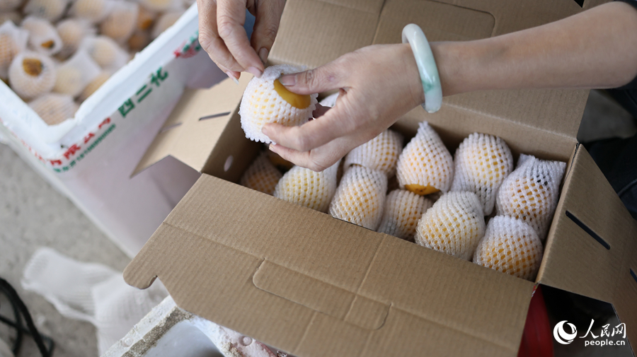 工人们在打包白肉枇杷。人民网记者 李昌乾摄