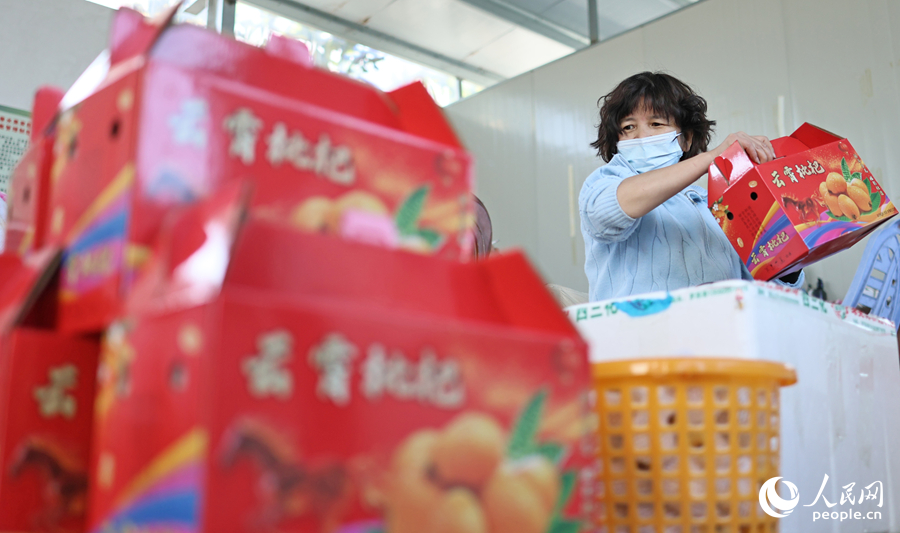 工人们在整理一批待发货的新品种枇杷。人民网记者 李昌乾摄