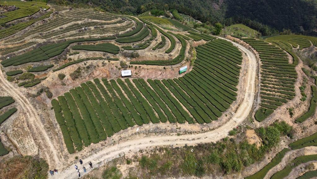 平和白芽奇兰茶园