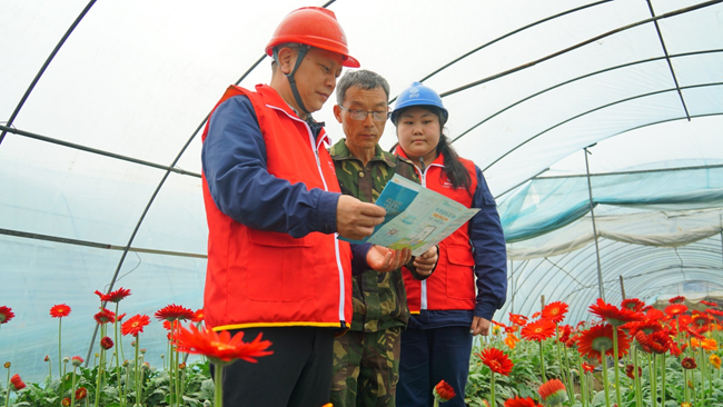 国网邵武市供电公司工作人员在非洲菊种植基地为花农讲解安全用电知识。郭慧超摄