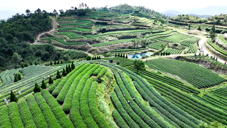 军营村生态茶园。夏海滨摄