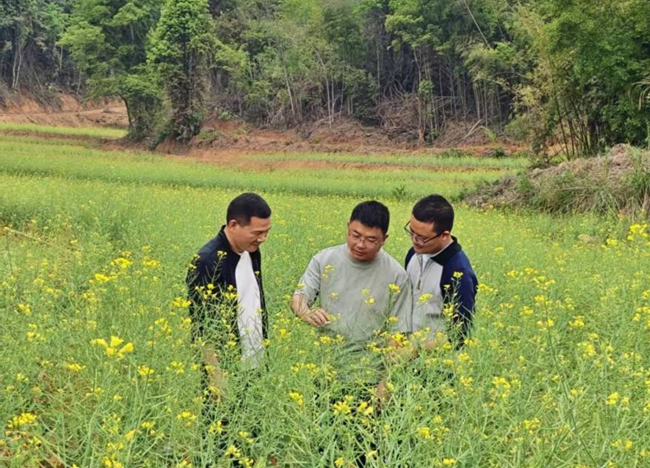 邱梅胜（中）与村干部、技术人员在田间察看油菜长势