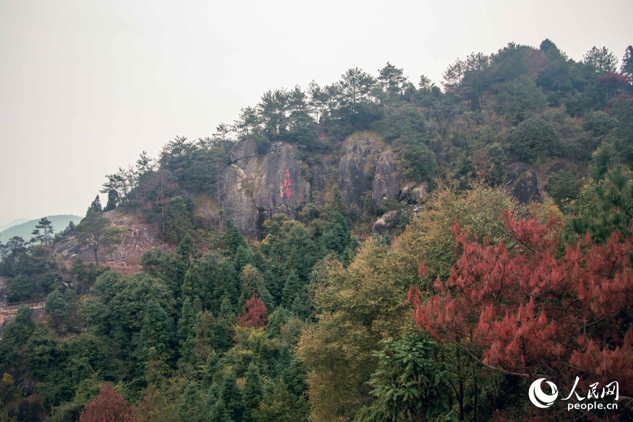 千柱峰景区植被郁郁葱葱。人民网 林铭贤摄