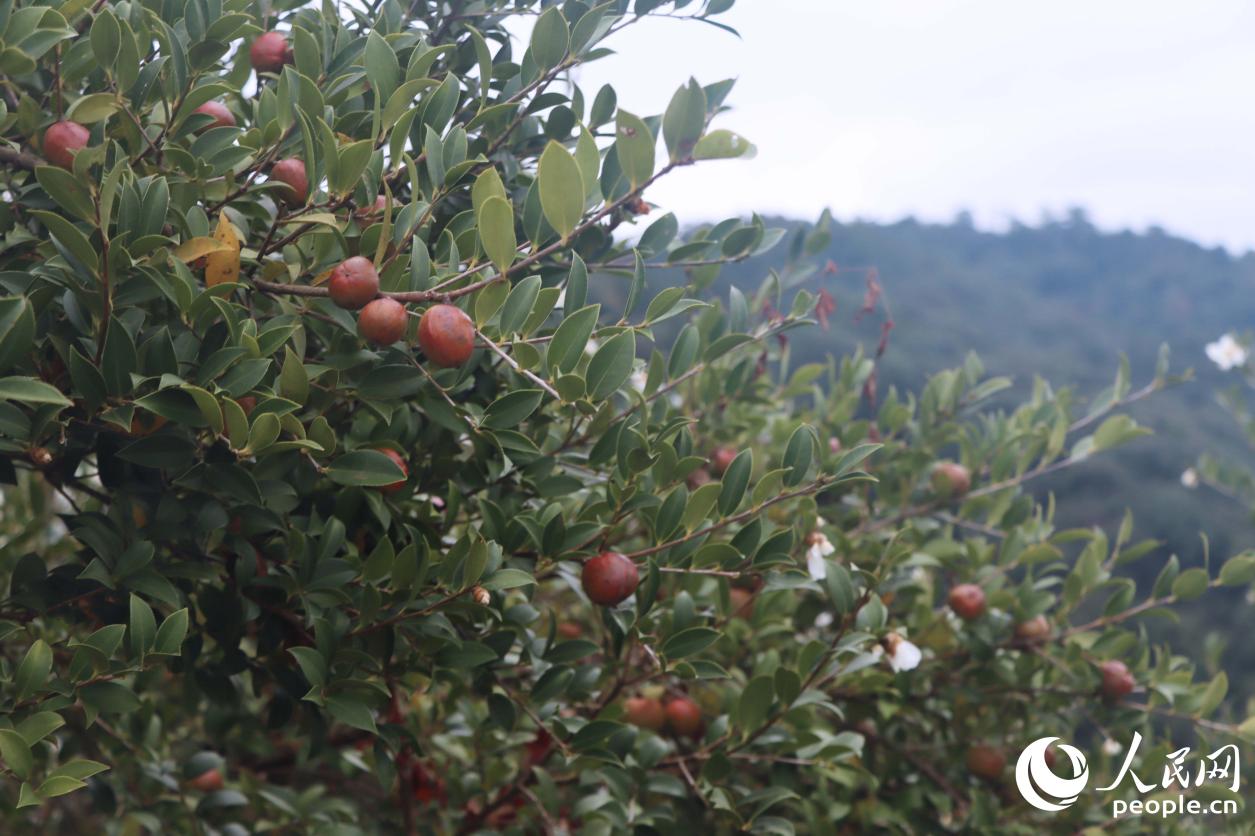 永泰油茶果。人民网 林铭贤摄