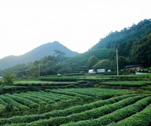 “茶博士”的春天/