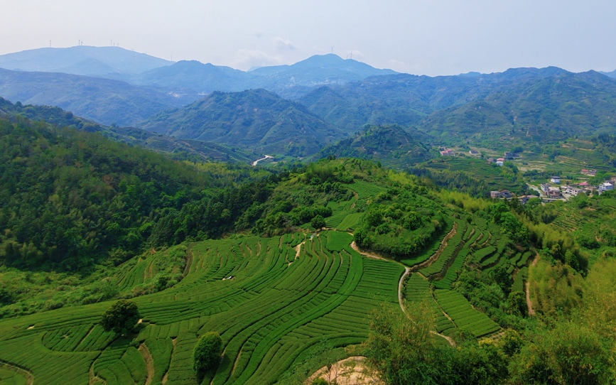 福建安溪：茶山吐新绿