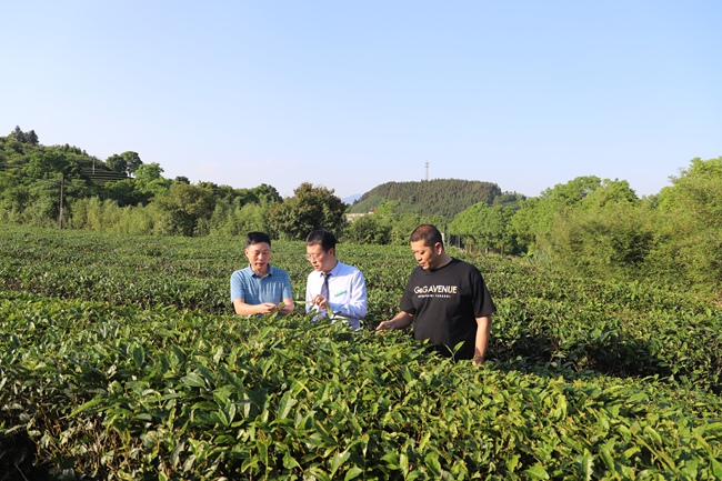 农行南平建瓯支行服务团队走访建瓯市小桥镇建溪源茶厂茶山，了解茶叶生长情况