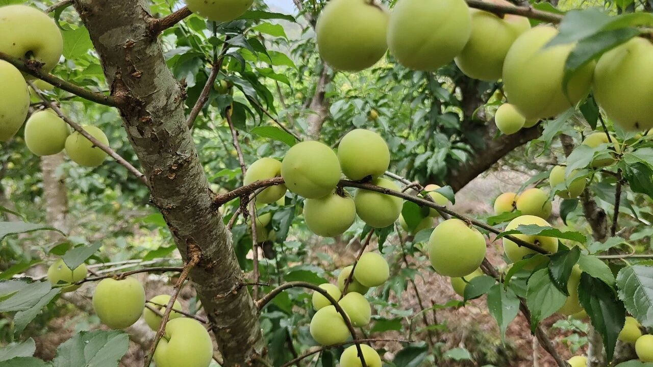 诏安青梅鲜果收购价格较往年大幅提升50%。红星乡供图