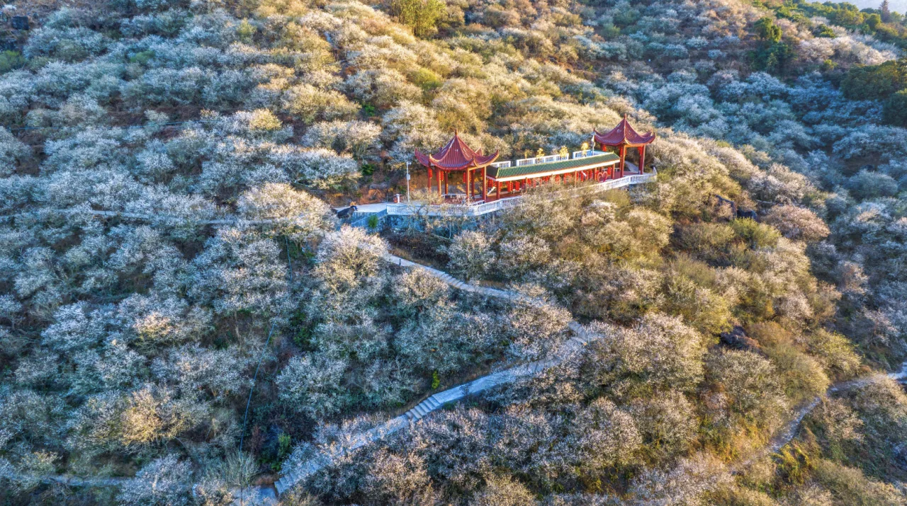 红星梅园。红星乡供图