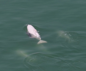 中华白海豚“带娃”畅游厦门海域/