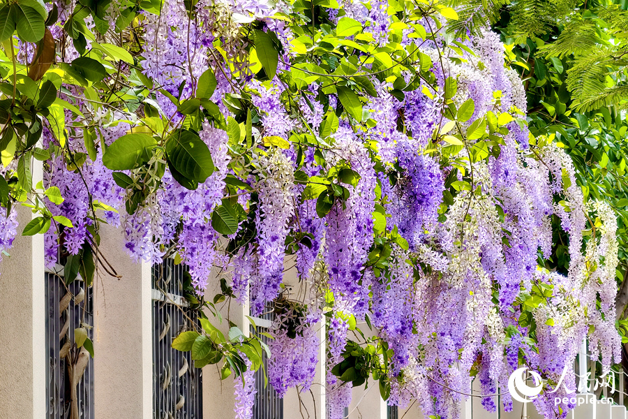 蓝花藤“花瀑”从校园围墙上倾泻而下。人民网记者 陈博摄