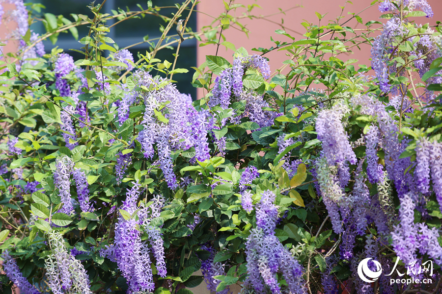 蓝紫色的蓝花藤与校园红墙相映成趣。人民网记者 陈博摄
