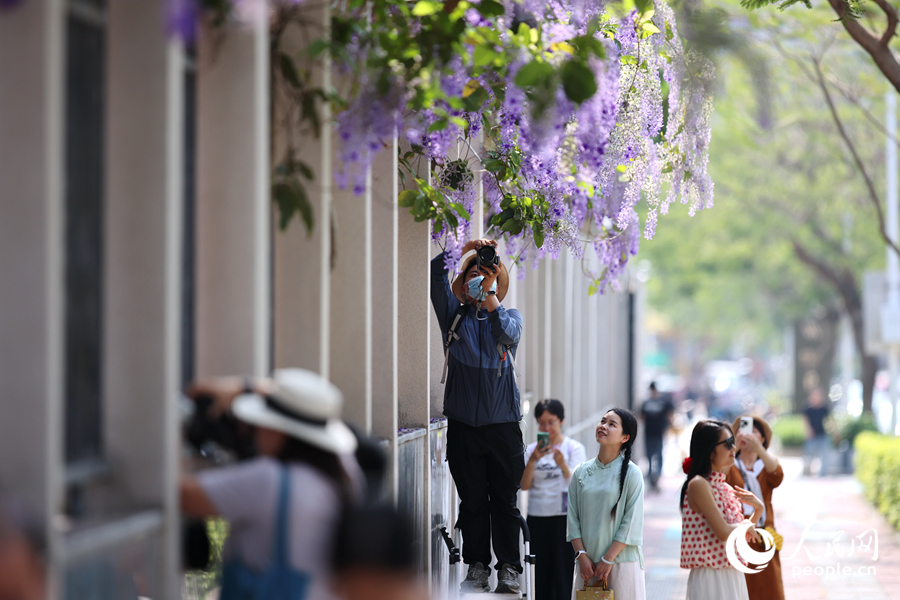 盛开的蓝花藤引得不少市民游客前来拍照打卡。人民网记者 陈博摄