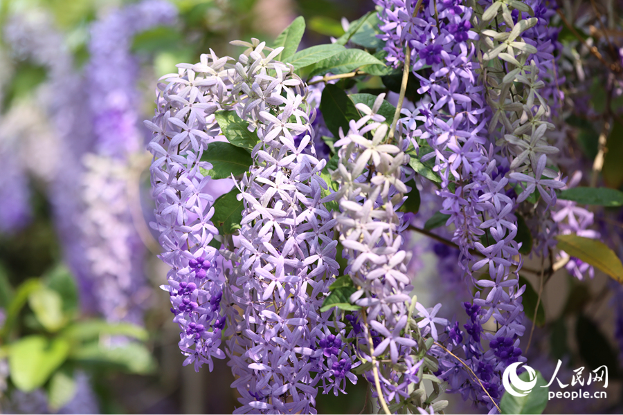 深浅交织的蓝花藤绵延数十米。人民网记者 陈博摄