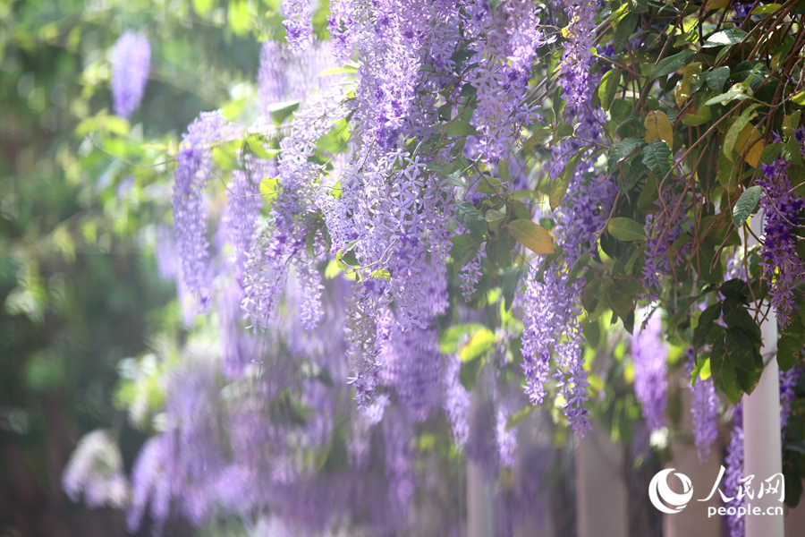阳光下的蓝花藤光影斑驳，宛如为围墙披上紫纱。人民网记者 陈博摄