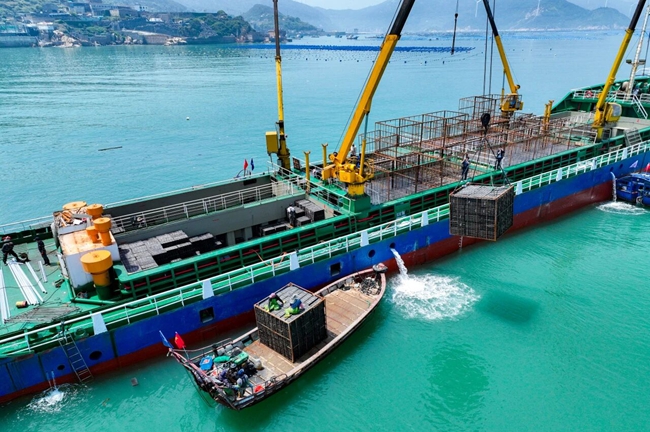 近19亿粒（约500万笼）鲍鱼将分批搭乘活水运输船，从连江前往山东度夏