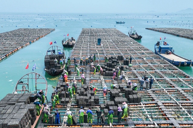 得益于“南北对养”，海洋“软黄金”正加速“游”入寻常百姓的餐桌