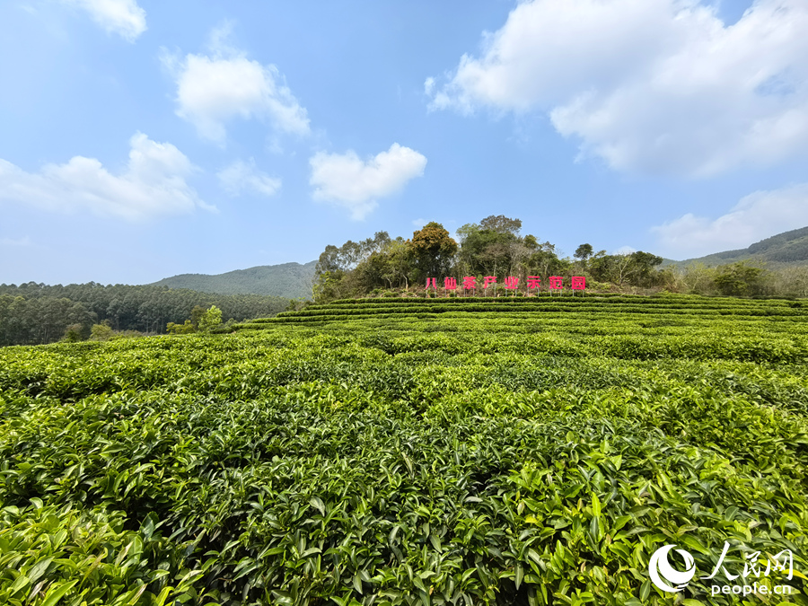 位于诏安县白洋乡的八仙茶产业示范园。人民网 苏海森摄