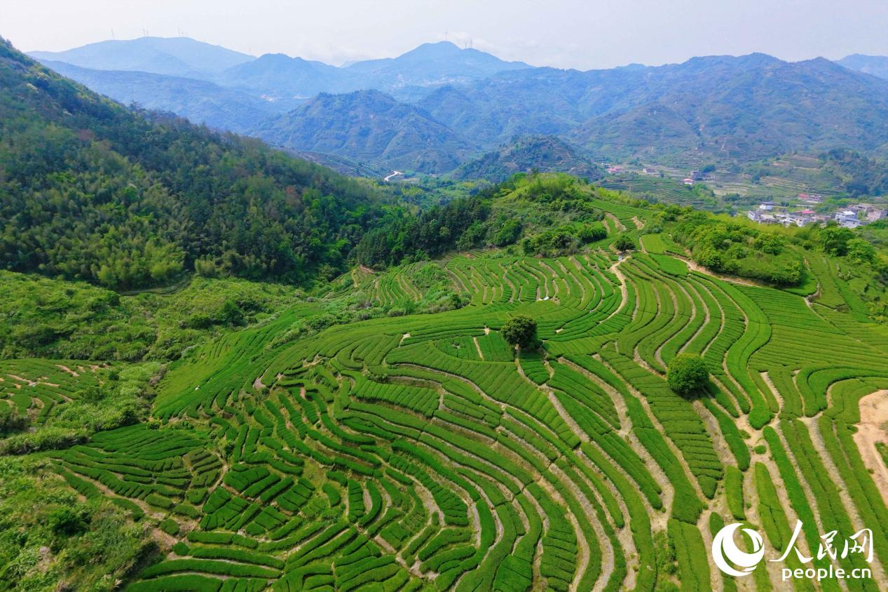 谷雨前后，茶山一片青绿。人民网 林铭贤摄