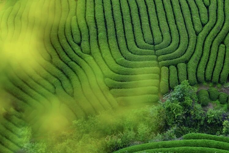 茶山春意浓。邱华文摄
