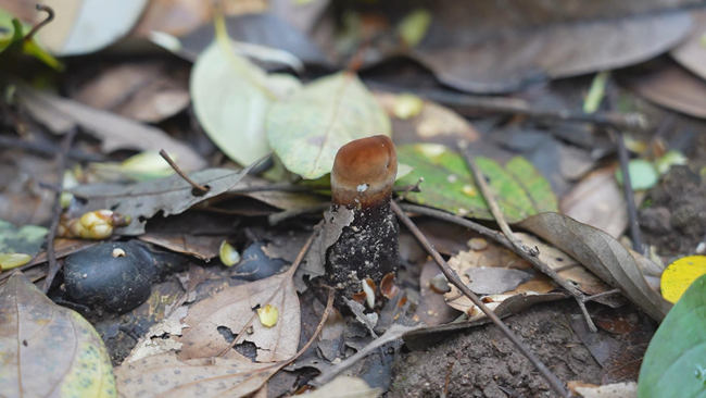 共富林场内，灵芝破土而出