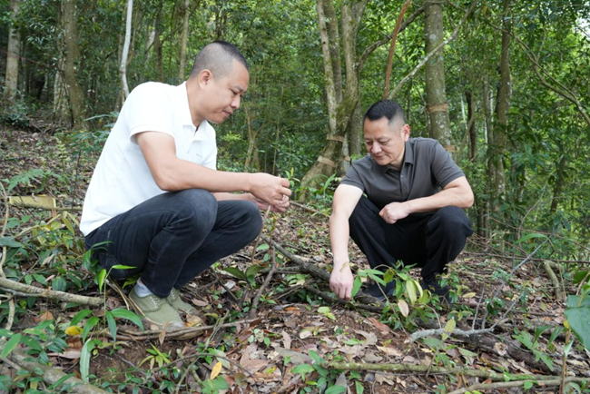 罗荣辉与李财林实地查看林下作物生长环境