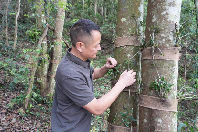 捷文村党支部书记李财林查看铁皮石斛长势情况