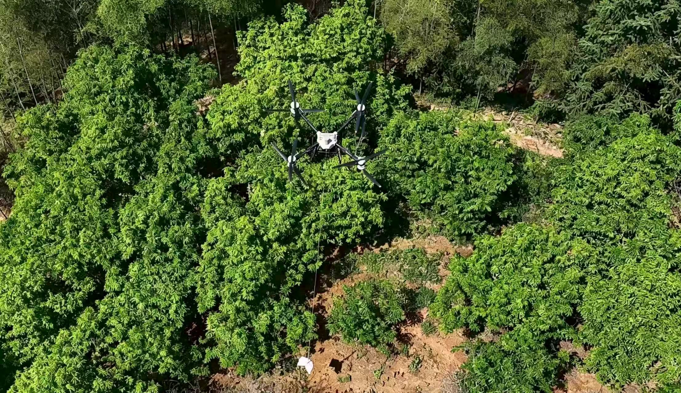 狗牙根與黑麥草在新建聯絡線塔基下破土而出