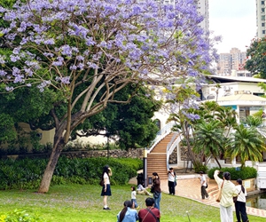 “厦门蓝花楹“浪漫倾城””/