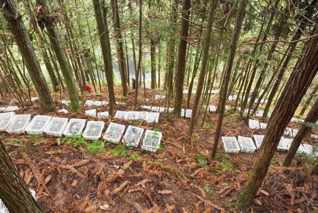 仿野生林下種植金線蓮。葉曉暉攝