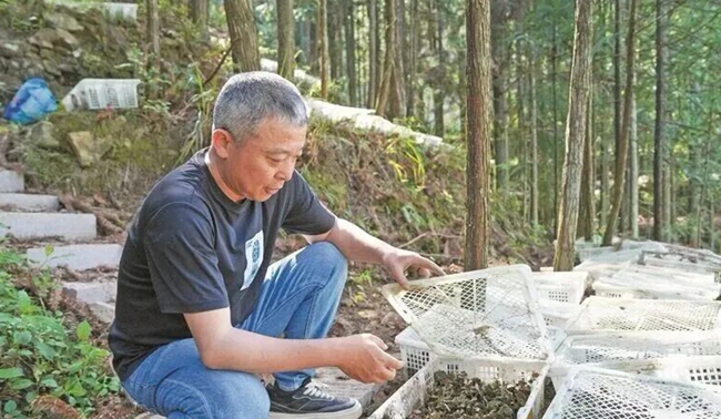 李光建在查看金線蓮長勢。劉志瑋攝