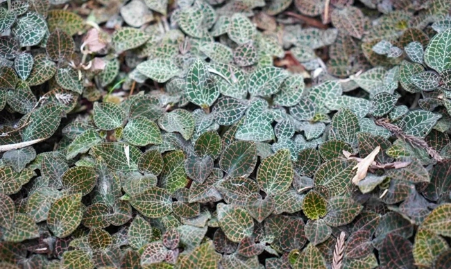 金線蓮 圖源：李墩鎮