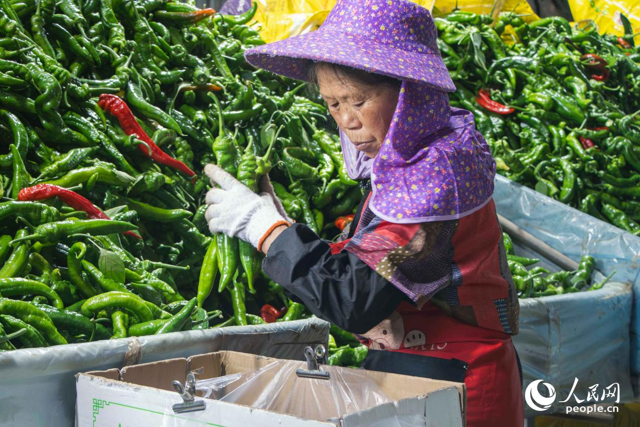 工人正在分拣、包装新鲜尖椒。人民网 林铭贤摄