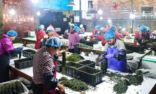 海帶分揀點，工人正在分揀新鮮海帶