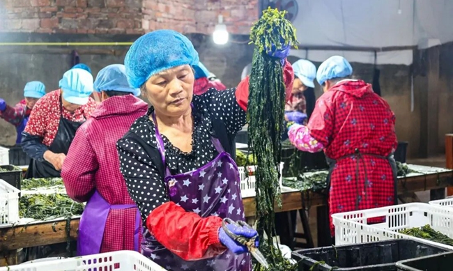 工人分揀新鮮海帶