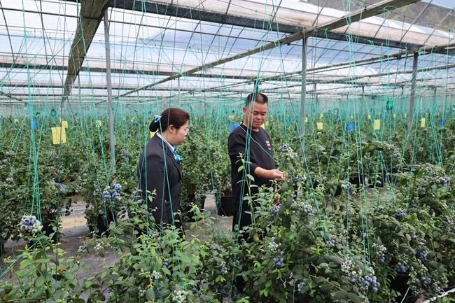 藍莓種植基地負責人向該行客戶經理介紹藍莓挂果情況。